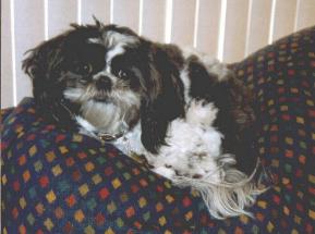 Dick and Charlie Jo's dog, Dolly