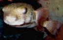 A fish at the Baltimore National Aquarium