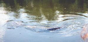 Alligator