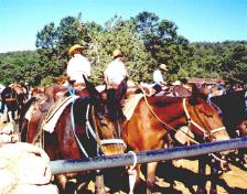Mules