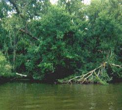 View of the Swamp